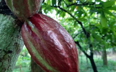Teikei Cacao – Ein einzigartiges Geschmackserlebnis